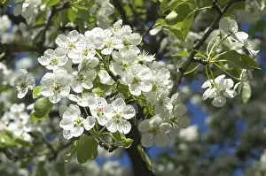 Fruit Tree Bloom Imprime: Fruit tree bloom