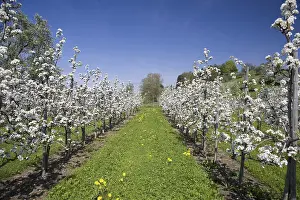 Fruit Tree Pruning Imprime: Fruit tree pruning, fruit trees in bloom