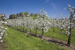 European Flora Botany Imprime: Fruit tree pruning, fruit trees in bloom