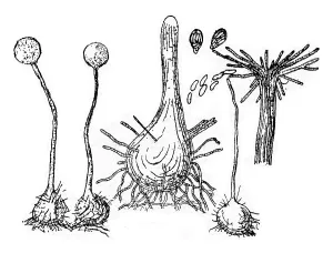 Deserted Mushroom Scene Imprime: Fruiting device (perithecium) of the fungus