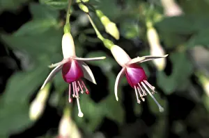European Garden Imprime: Fuchsia