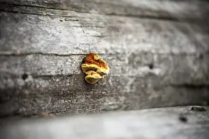 Botany Images Imprime: Fungus on a tree. selective sharpening