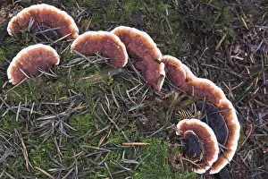 Ganoderma Pfeifferi Imprime: Ganoderma pfeifferi (Ganoderma pfeifferi)