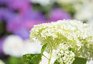 Bigleaf Hydrangea Imprime: Garden hydrangea or bigleaf hydrangea (Hydrangea macrophylla)
