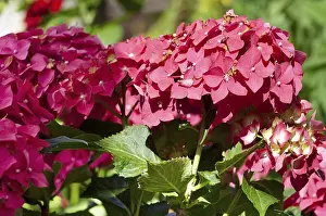 French Hydrangea Imprime: Garden hydrangea (Hydrangea macrophylla)