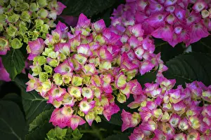 Bigleaf Hydrangea Blossom Imprime: Garden hydrangea (Hydrangea macrophylla)