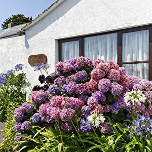 Great Britain Summer Landscapes Imprime: Garden hydrangea (Hydrangea macrophylla)