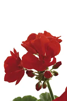 Deserted Garden Flowers Imprime: Geraniums, red