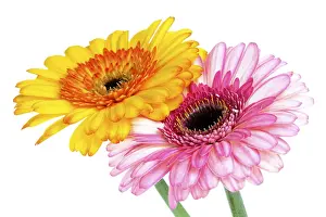 Asteraceae Inflorescence Imprime: Gerbera