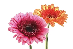 Still Life With Flowers Imprime: Gerbera