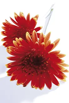 Indoor Plant Care Imprime: Gerbera