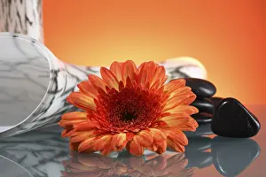 Gerbera Flower Imprime: Gerbera