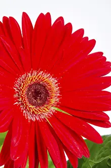 Deserted Flowers Imprime: Gerbera
