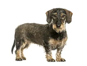 Thoroughbred Dog Head Shot Imprime: German Wirehaired Pointer in front of white background