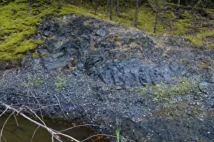 Germany Natural Monument Imprime: Germany, graptolites, Thuringia