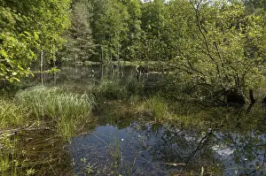 Nature Conservation Area Imprime: Germany, Greiz, Struth, Thuringia