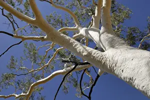 Australian Flora And Fauna Imprime: Top of a Ghost Tree (Eucalyptus)
