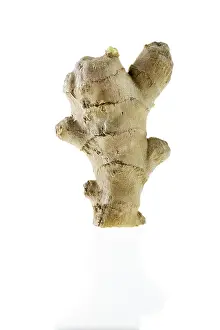 Ginger Root Imprime: Ginger Root (Zingiberaceae)