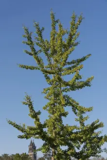 German Cathedral Architecture Imprime: Ginkgo tree in front of a cloudless sky