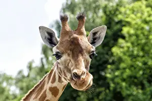 Protected Area Conservation Efforts Imprime: Giraffe