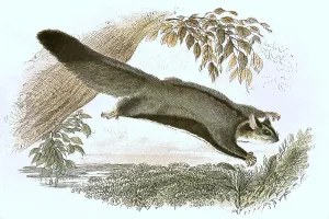Historic Animal Illustration Imprime: Gliding hawk, Petaurus sciureus