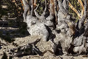 Great Basin Bristlecone Pine Imprime: Gnarled tree trunk, structures