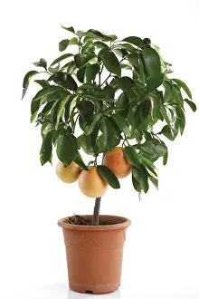 Deciduous Tree Studio Shot Imprime: Grapefruit tree