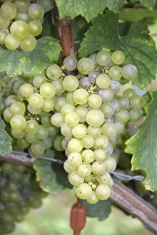 Grape Nutrition Facts Imprime: Grapes