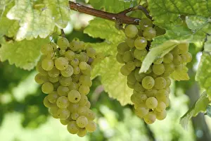 Wine Grapes Imprime: Grapevine