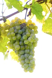 Autumn Colours Imprime: Grapevine