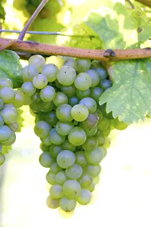 Wine Grapes Imprime: Grapevine