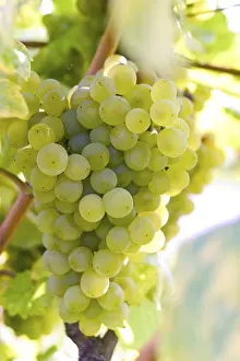 Wine Grapes Imprime: Grapevine