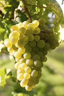 Autumn Color Imprime: Grapevine
