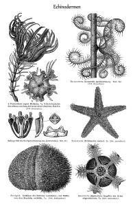 Historical Animal Illustrations Online Imprime: Graphic image of Echinoderms (Echinodermata)