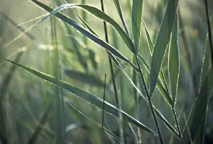 Detailed Plant Images Imprime: Gras