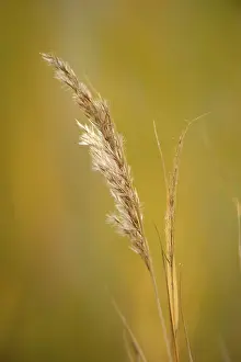 Nature Conservation Area Photo Imprime: Grass