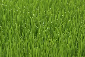 Dew Drop Photography Imprime: Grass