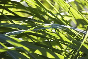 Backlit Grass Blades Imprime: Grass