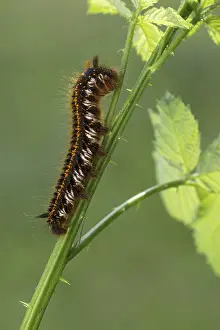Impresiones de Polilla de hierba o bebedora (Euthrix potatoria), oruga, Rancho Littlewood, Limbach, Tirol, Austria Polilla De Lapa Imprime: Mariposa de hierba o bebedora (Euthrix potatoria).