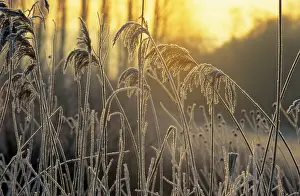 Hoarfrost Landscape Imprime: Grasses against the light