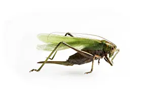 Studio Animal Photography Imprime: A grasshopper
