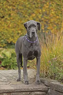 Great Dane Breed Imprime: Great Dane