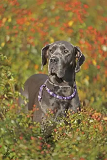 Great Dane Breed Imprime: Great Dane