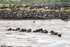 Animal Migration Africa Imprime: The Great Migration