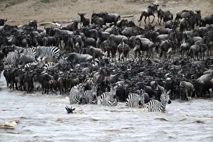 Wildebeest Migration Imprime: The Great Migration