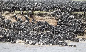 Gnu Imprime: La Gran Migración.