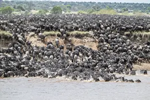 Blue Wildebeest Migration Imprime: The Great Migration