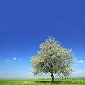 Blossoming Cherry Tree Imprime: Green fields in spring, blossoming cherry tree