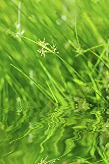 Macro Leaf Photography Imprime: Green grass with reflection