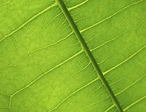 Close Up Flower Imprime: Green leaf detail